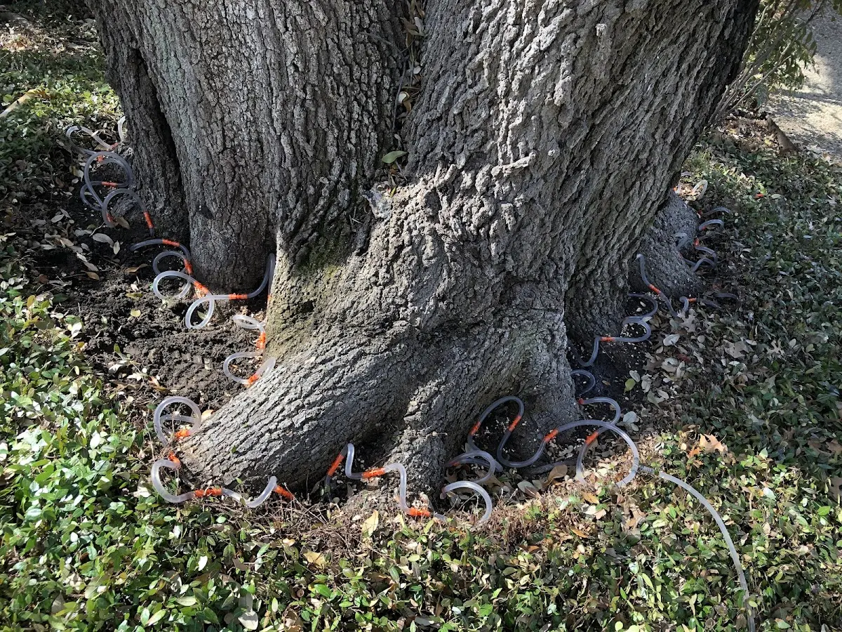 Detailed Tree Cabling and Bracing job site in Round Top