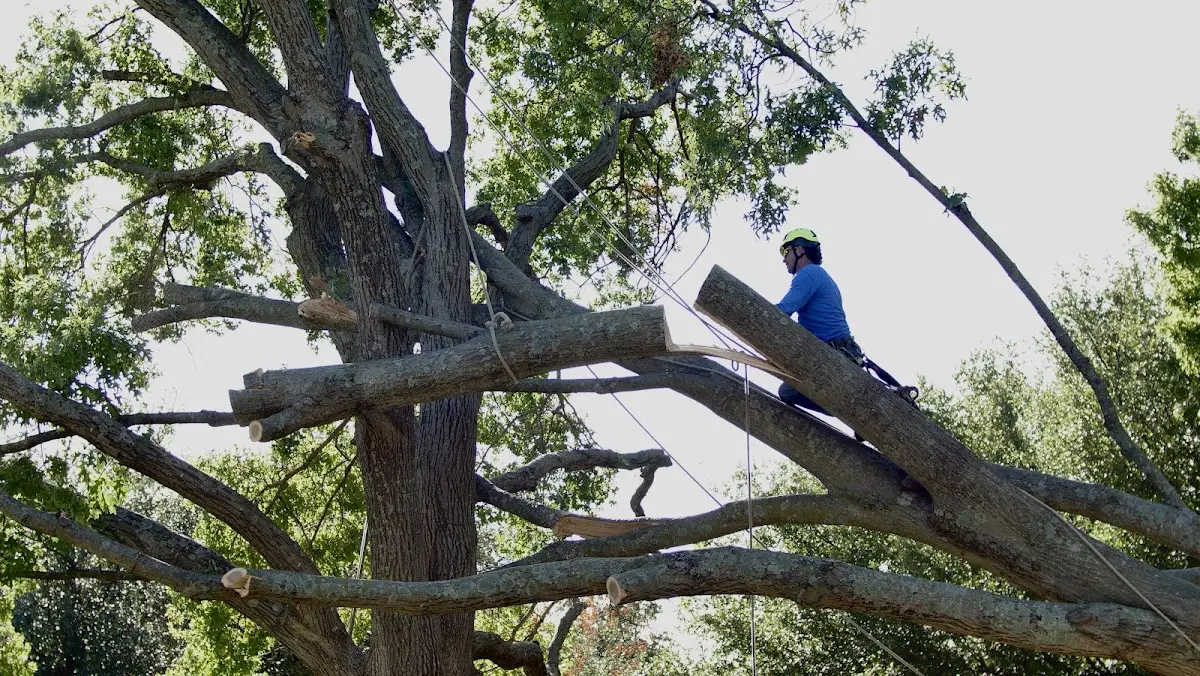 Professional Hazardous Tree Removal performed by certified arborists in Round Top